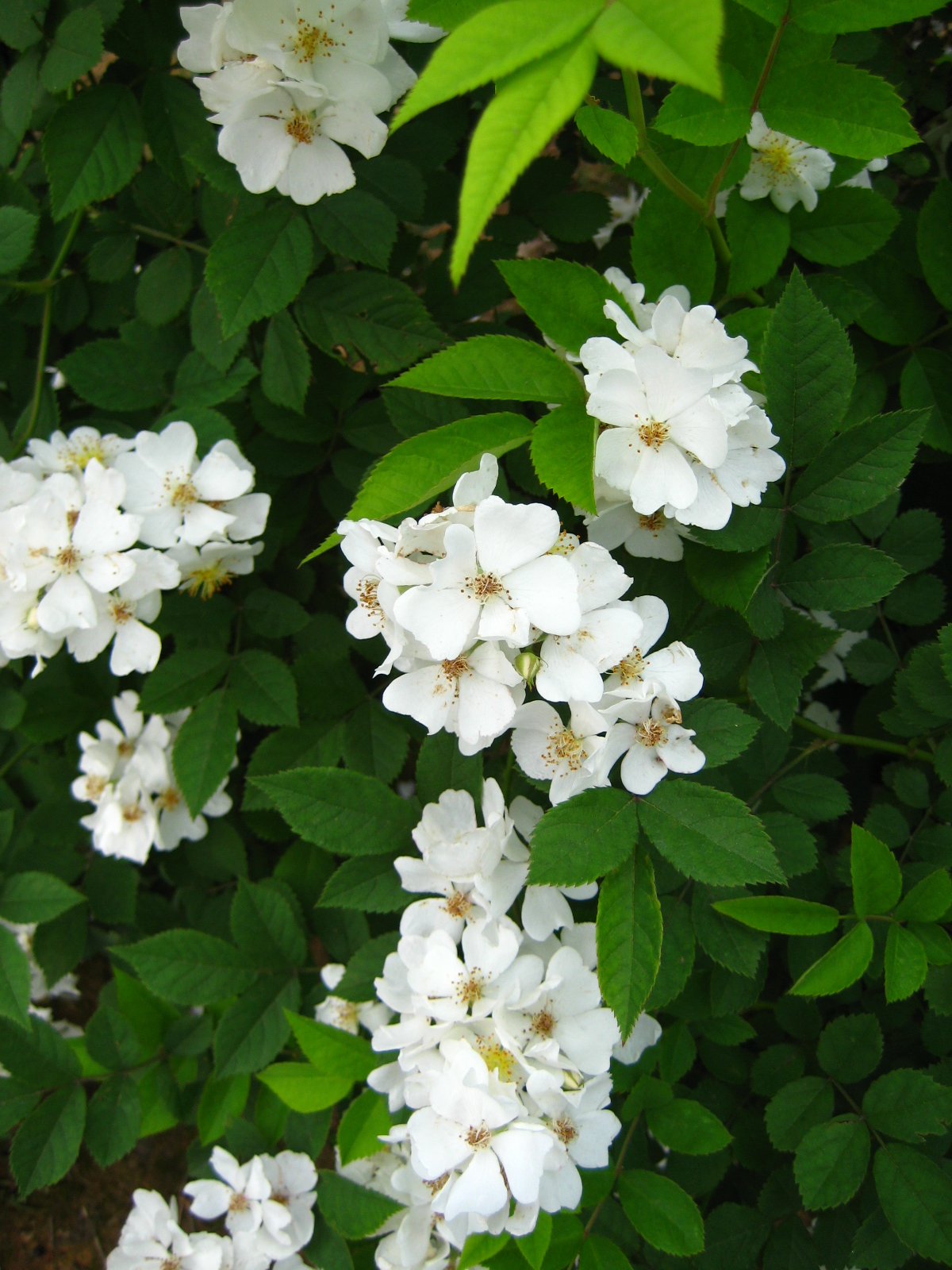 Шиповник Rosa multiflora